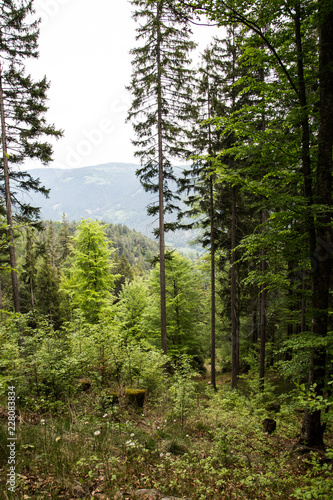 Obraz na płótnie looking out from south tyrolian woods w salonie