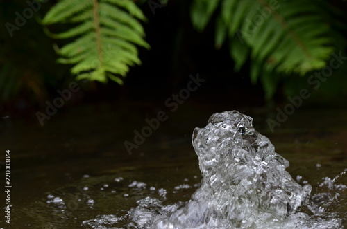 Clear bubbling water fountain with green fern plants, closeup