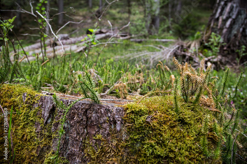 tiny ferns and moss growing on old tree trunk
