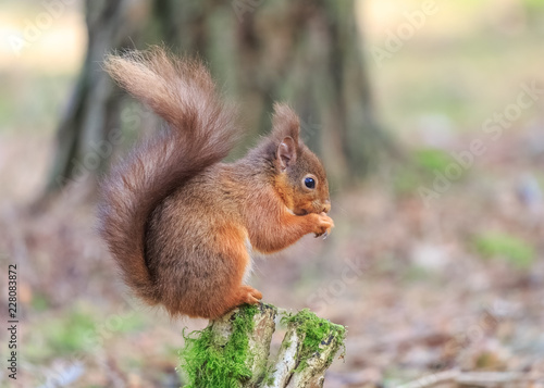 Red squirrel perched in woodland