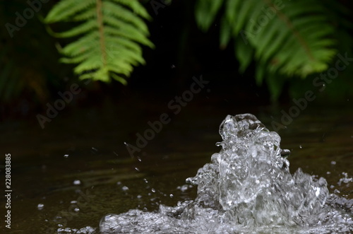 Bubbling water with green fern plants