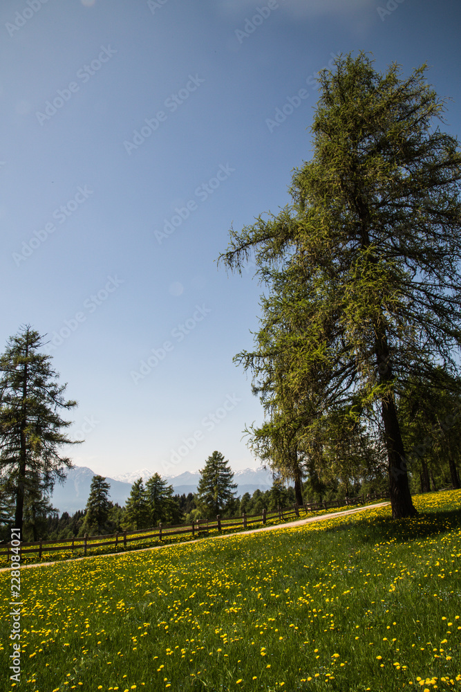 portrait of dandelion meadow with wooden fence and trees