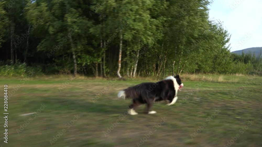 A Border Collie runs through a practice obstacle track in a meadow A Border Collie runs through a practice obstacle track in a meadow