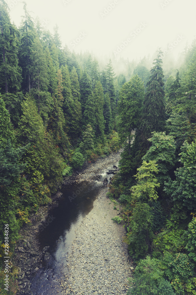Fototapeta premium Forest and river scene with mist over pine trees
