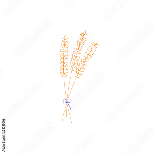 vector illustration of wheat  rye or barley ears with whole grain  yellow wheat  rye or barley crop harvest symbol or icon isolated on white background. Bouquet with bow.