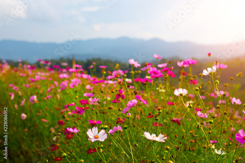 beautiful field flowers pink and green background.season winter