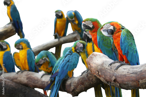Macaw red and yellow or parrot beautiful on dry branch isolated on white background.