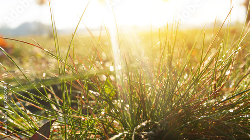 Morning dew on the grass  sunlight  rays  water drops  shine. Vegetative natural background  autumn grass. Morning in the sun  close-up. Background bokeh.