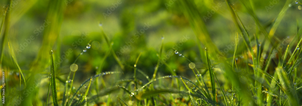 Morning dew on the grass, sunlight, rays, water drops, shine. Vegetative natural background, autumn grass. Morning in the sun, close-up. Background bokeh. Morning dew on the grass, sunlight, rays, water drops, shine. Vegetative natural background, autumn grass. Morning in the sun, close-up. Background bokeh.