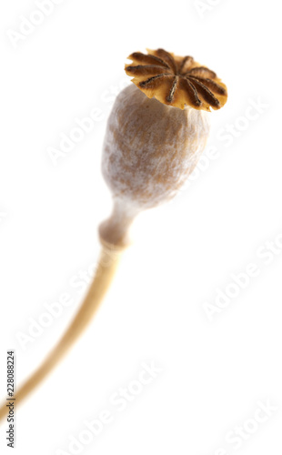 Dried poppy seed pods of breadseed poppy photo