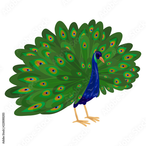 Peacock icon. Cartoon of peacock vector icon for web design isolated on white background