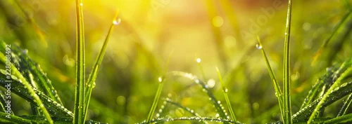 Panel kuchenny z motywem Morning dew on the grass, sunlight, rays, water drops, shine. Vegetative natural background, autumn grass. Morning in the sun, close-up. Background bokeh.