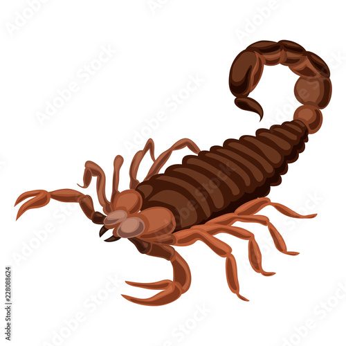 Scorpion icon. Cartoon of scorpion vector icon for web design isolated on white background