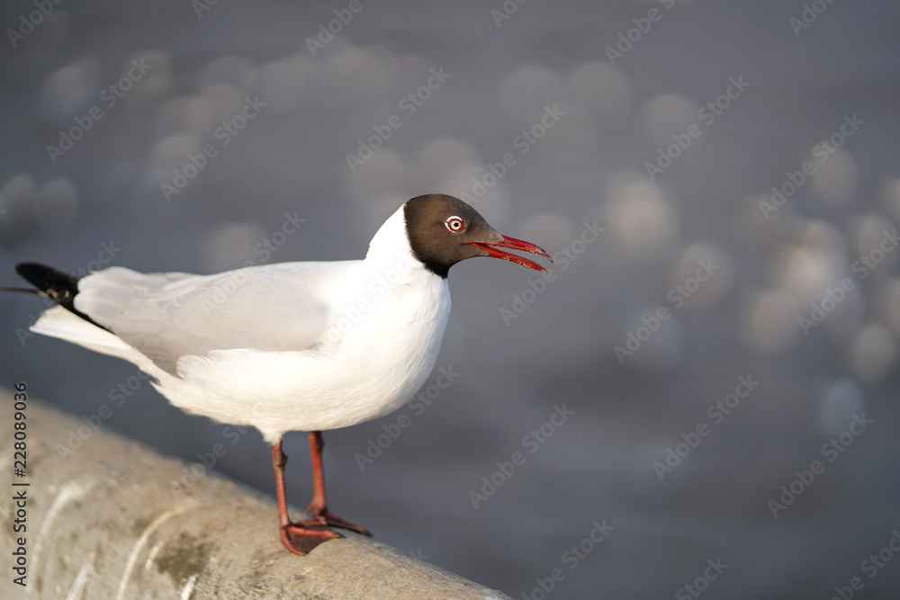 Fototapeta premium Seagull standing on Rail Bridge at the sea