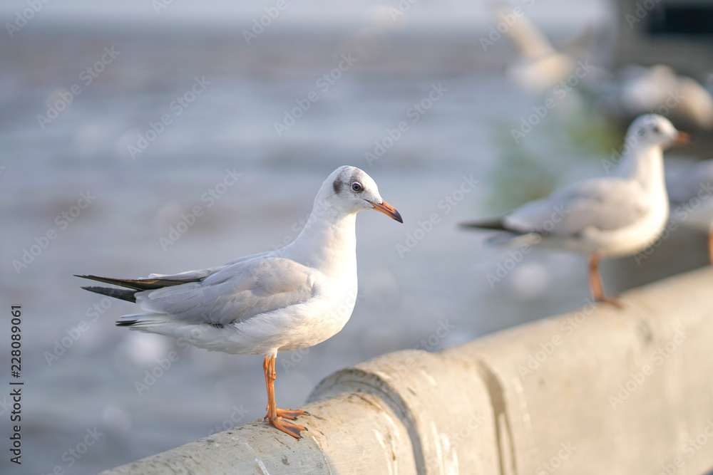Seagull standing on Rail Bridge at the sea Seagull standing on Rail Bridge at the sea