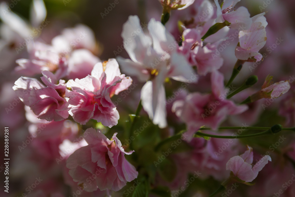 Obraz premium Kirschblüten im Schatten