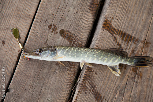 Close up view of big freshwater pike with fishing bait in mouth lies on vintage wooden background..