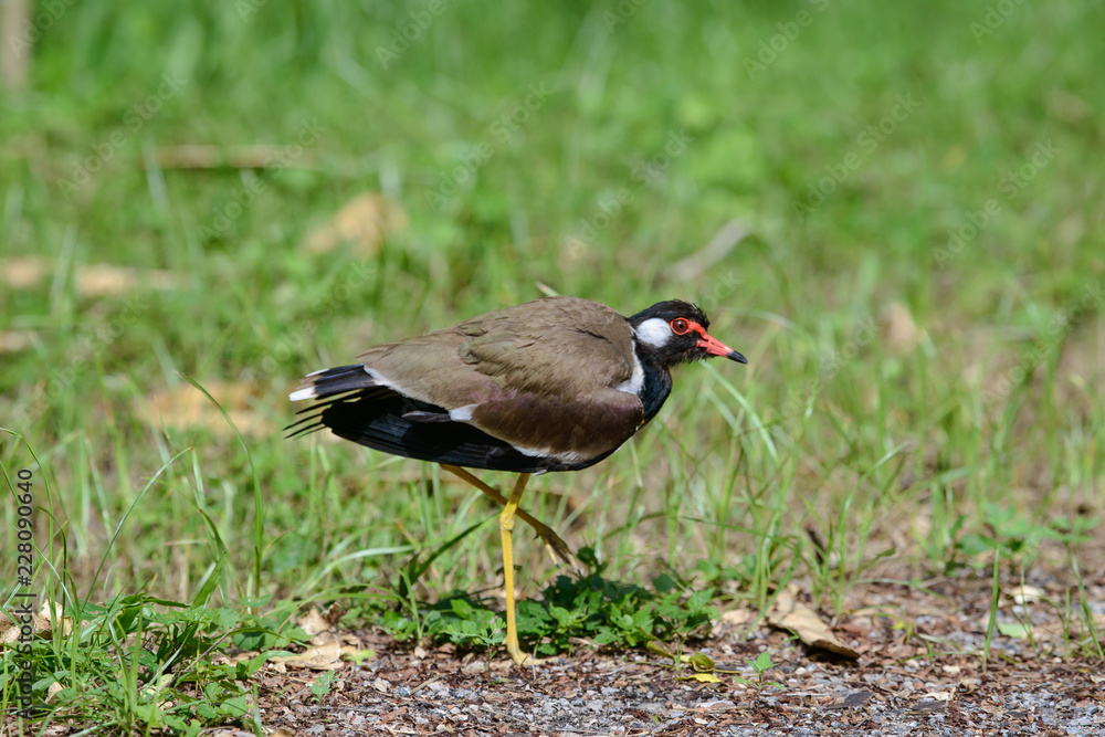 Red-wattled lapwing is an Asian lapwing or large plover, a wader in the family Charadriidae. They are ground birds that are incapable of perching. Red-wattled lapwing is an Asian lapwing or large plover, a wader in the family Charadriidae. They are ground birds that are incapable of perching.