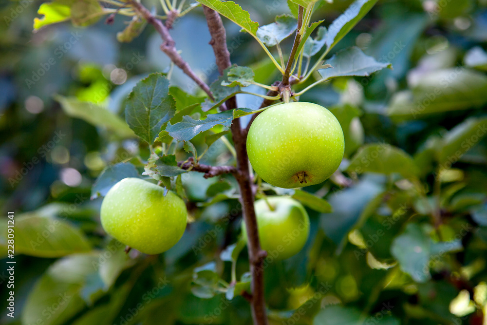 Shiny delicious apples hanging from tree branch in an apple orchard..
