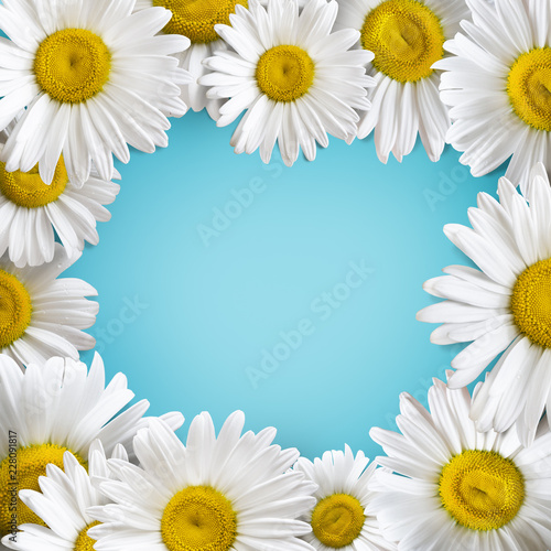 Bright sunny banner with camomile flowers on blue backdrop. Advertisement, gift card, flyer background, wedding invitation. © Evorona