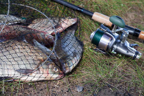 Freshwater bream fish and silver bream in landing net with fishery catch in it and fishing rod with reel..