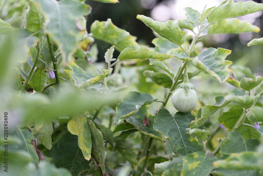Fototapeta premium Thai spices fresh eggplant on tree in the garden.