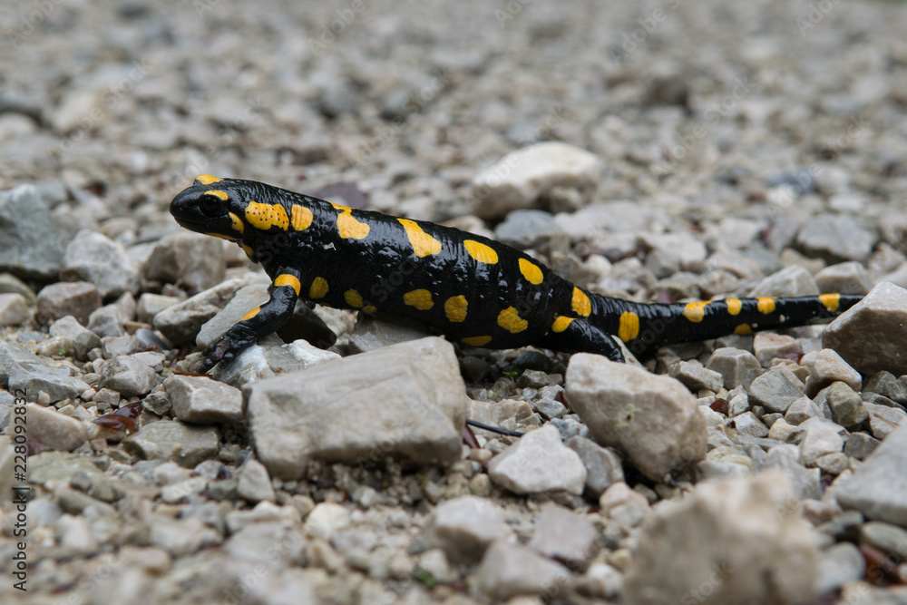 Feuersalamander Feuersalamander