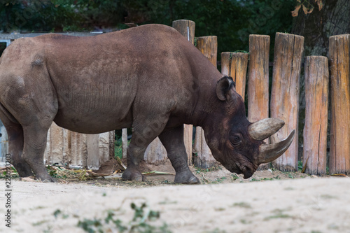 Nashorn im Tierpark, Profilansicht