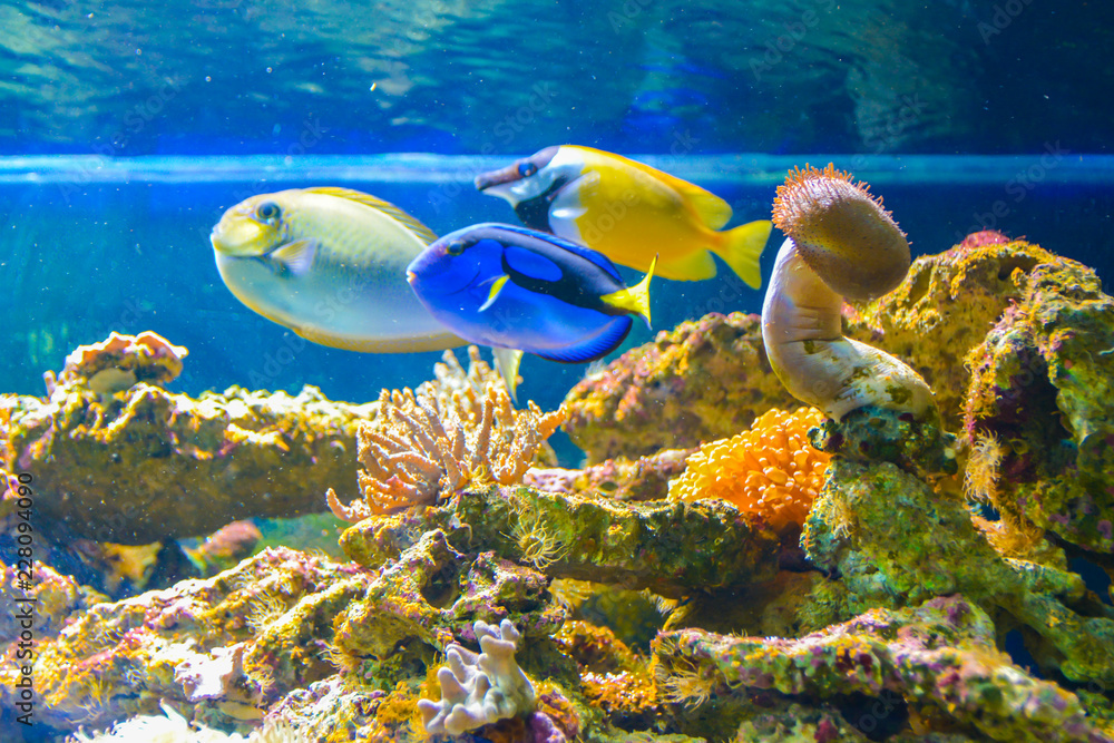 Obraz premium Beautiful fish in the aquarium. Underwater on blue background.