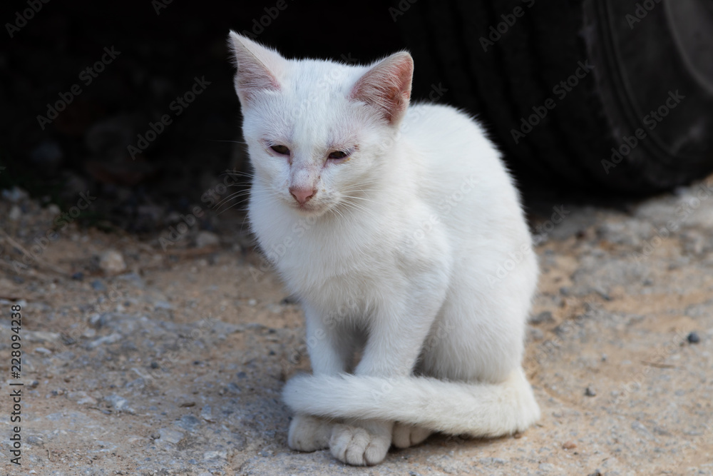 Cat (Felis silvestris catus) Cat (Felis silvestris catus)