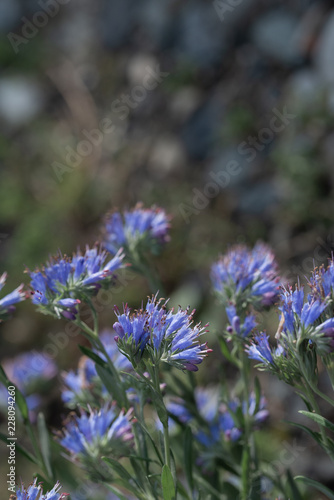 natural background of buch of coloured flowers