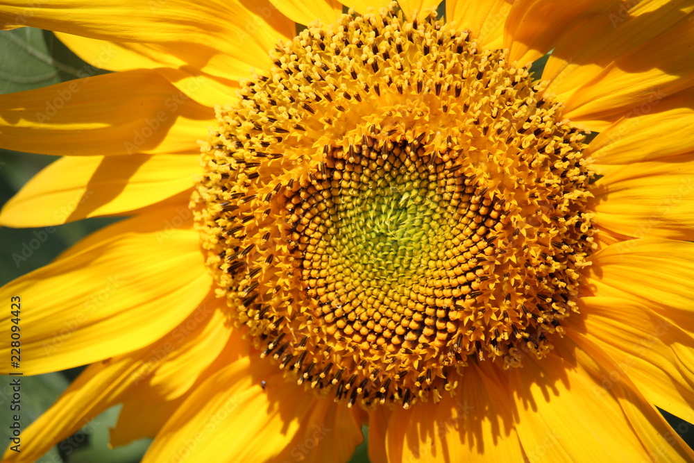 Sunflower in The Summer Sunflower in The Summer
