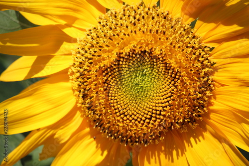 Sunflower in The Summer
