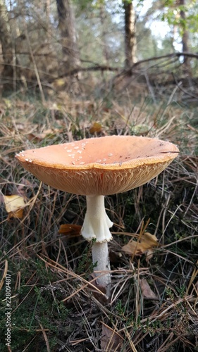 Mushroom in autumn dutch landscape