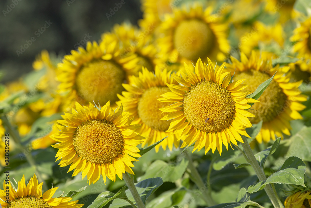Field of sunflowers. Summer landscape. Yellow flowers. Field of sunflowers. Summer landscape. Yellow flowers.