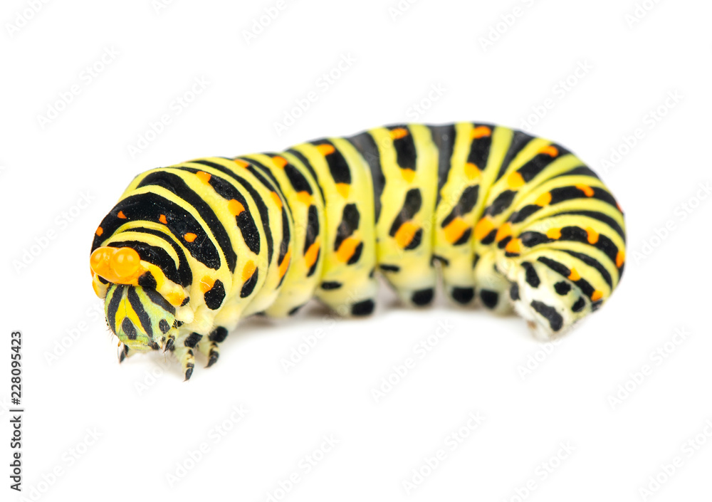 Fototapeta premium Swallowtail caterpillar isolated