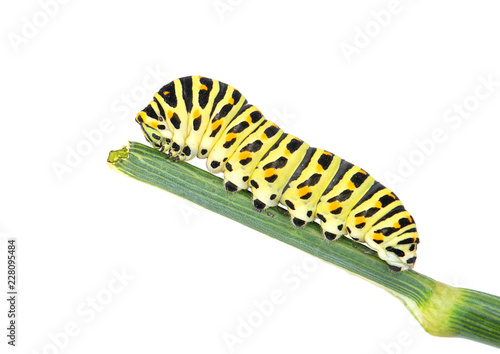Swallowtail caterpillar on branch