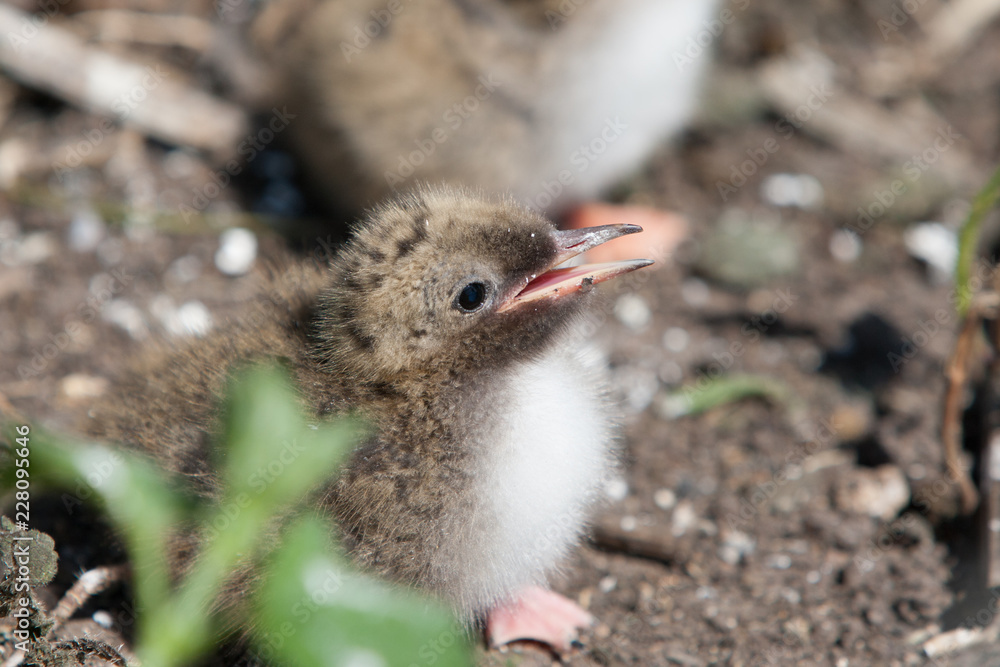 Arctic tern Chick (Sterna paradisaea) Arctic tern Chick (Sterna paradisaea)