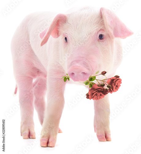 Wallpaper Mural Pig with red rose. Torontodigital.ca