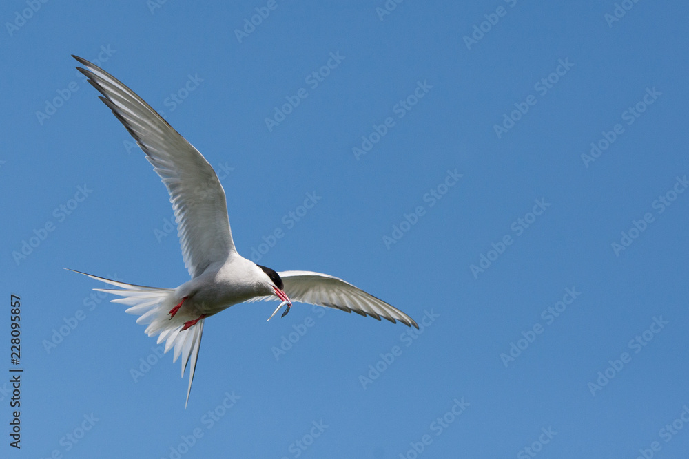 Arctic Tern (Sterna paradisae_ flying with fish back to nest at breeding colony Arctic Tern (Sterna paradisae_ flying with fish back to nest at breeding colony