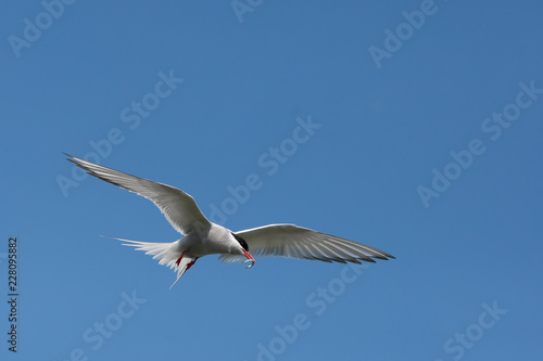 Arctic Tern (Sterna paradisae_ flying with fish back to nest at breeding colony
