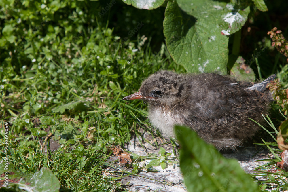 Arctic tern (Sterna paradisaea) small youngster at nest site and vegitation Arctic tern (Sterna paradisaea) small youngster at nest site and vegitation