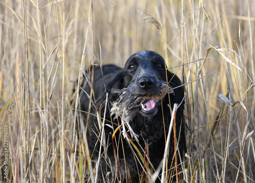 One hunting dog of breed a Russian spaniel of black color is holding a wounded fowl in its mouth in a thickets of a high grass. The successful autumn hunt for a quail.