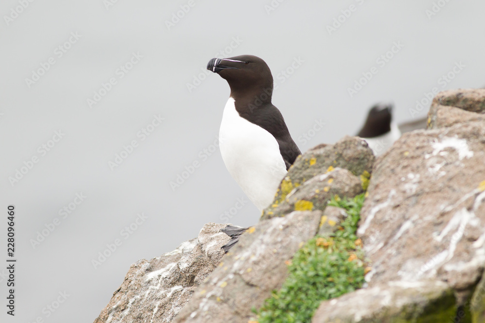 Razorbill (Alca torda) breeding birds at nest site bonding Razorbill (Alca torda) breeding birds at nest site bonding