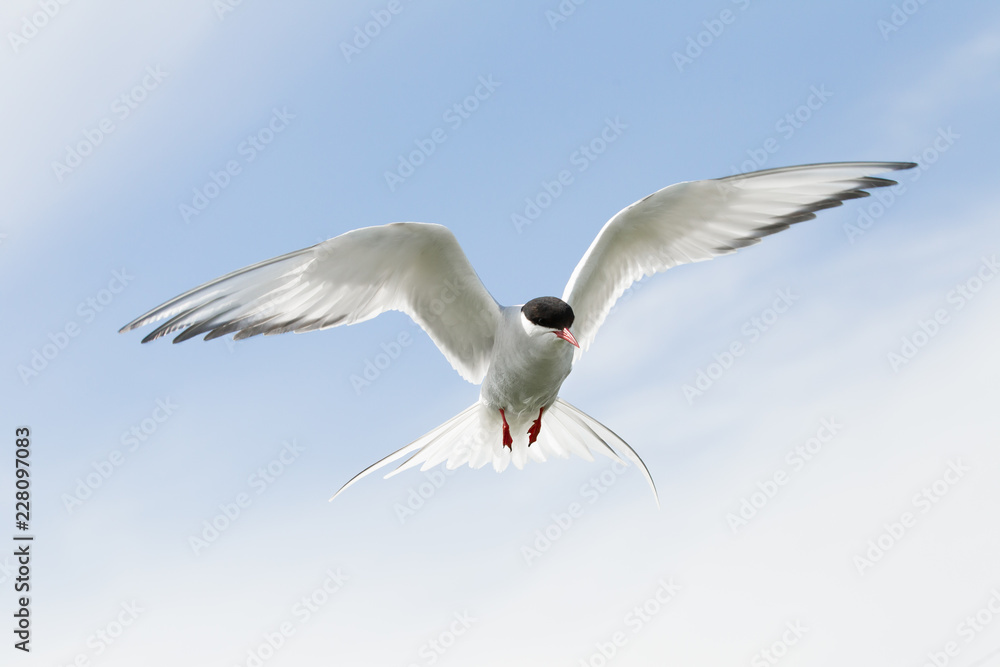 Arctic Tern (Sterna paradisaea) in flight Arctic Tern (Sterna paradisaea) in flight