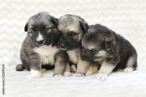 Группа щенков. © marigo