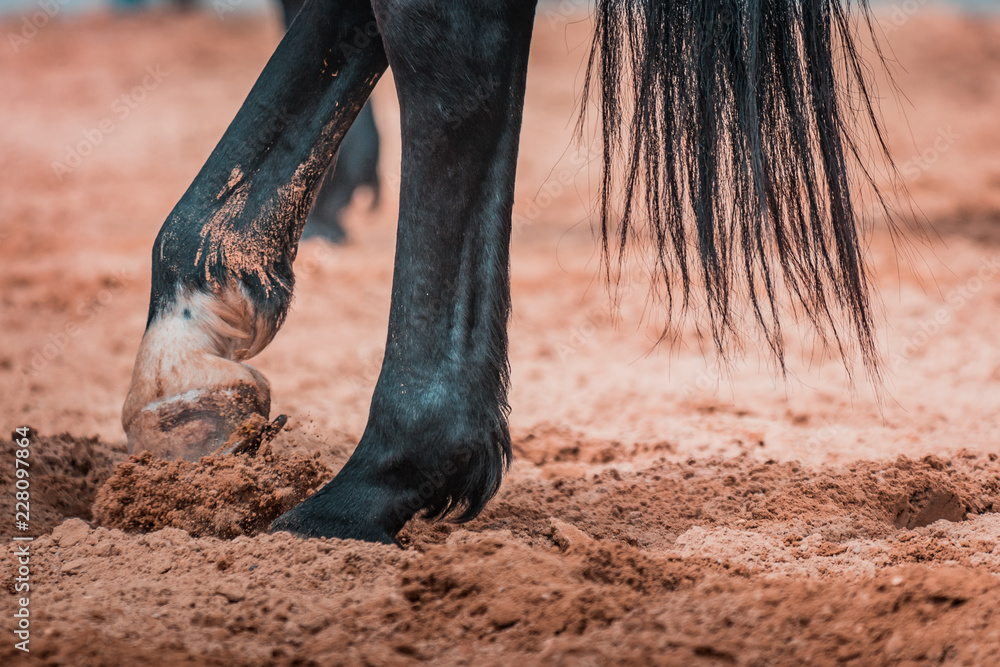 Wild horses galopping wildly in a rodeo show. Details and focus on feet, sand, dust, dirt and motion blur. Blurred bokeh background, warm lighting, shallow depth of field. Wild horses galopping wildly in a rodeo show. Details and focus on feet, sand, dust, dirt and motion blur. Blurred bokeh background, warm lighting, shallow depth of field.