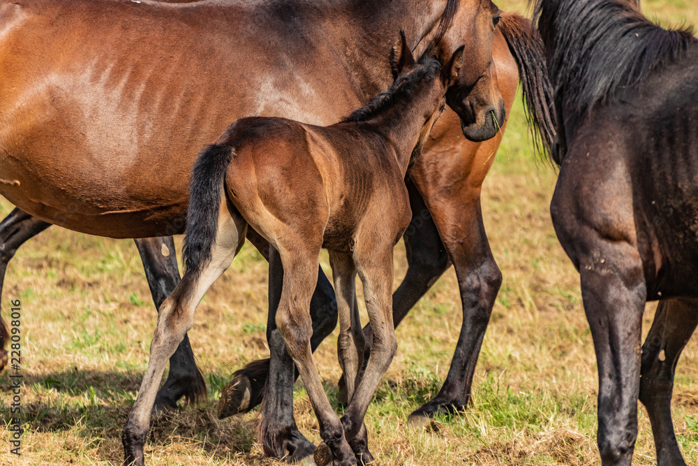 Wild horses trained in ranch for upcoming rodeo show, brown stallions and dry grass on a hot sunny day. Wild horses trained in ranch for upcoming rodeo show, brown stallions and dry grass on a hot sunny day.