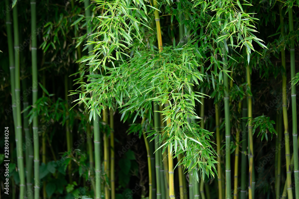 Background of Bamboo Background of Bamboo