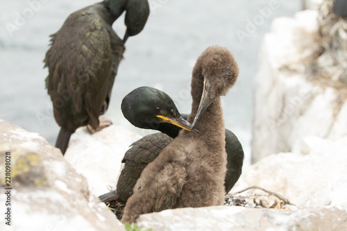 Photos European shag (Phalacrocorax aristotelis) with Juvenile